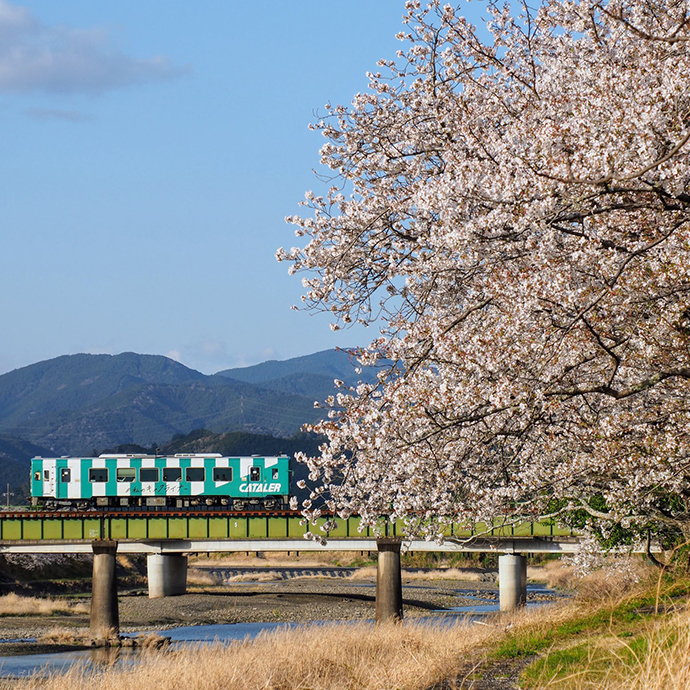 #私のキャタライナー
